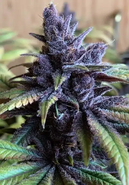 Pakistani Chitral Kush AutoFlowering Marijuana Seeds | The Seed Fair