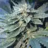 Papa’s OG Autoflowering Feminized Marijuana Seeds | The Seed Fair