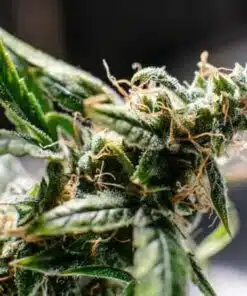 Paris XXX Autoflowering Feminized Marijuana Seeds | The Seed Fair