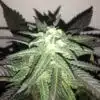 Pot of Gold Autoflowering Feminized Marijuana Seeds | Pot of Gold | The Seed Fair