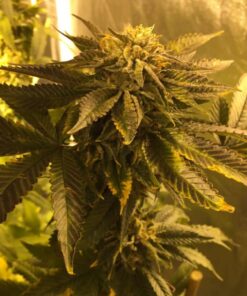 Pre-98 Bubba Kush AutoFlowering Marijuana Seeds | The Seed Fair