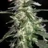 Puna Budder Autoflowering Feminized Marijuana Seeds | The Seed Fair
