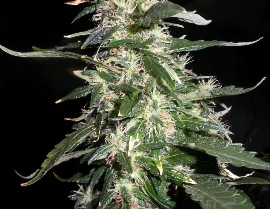Puna Budder Autoflowering Feminized Marijuana Seeds | The Seed Fair