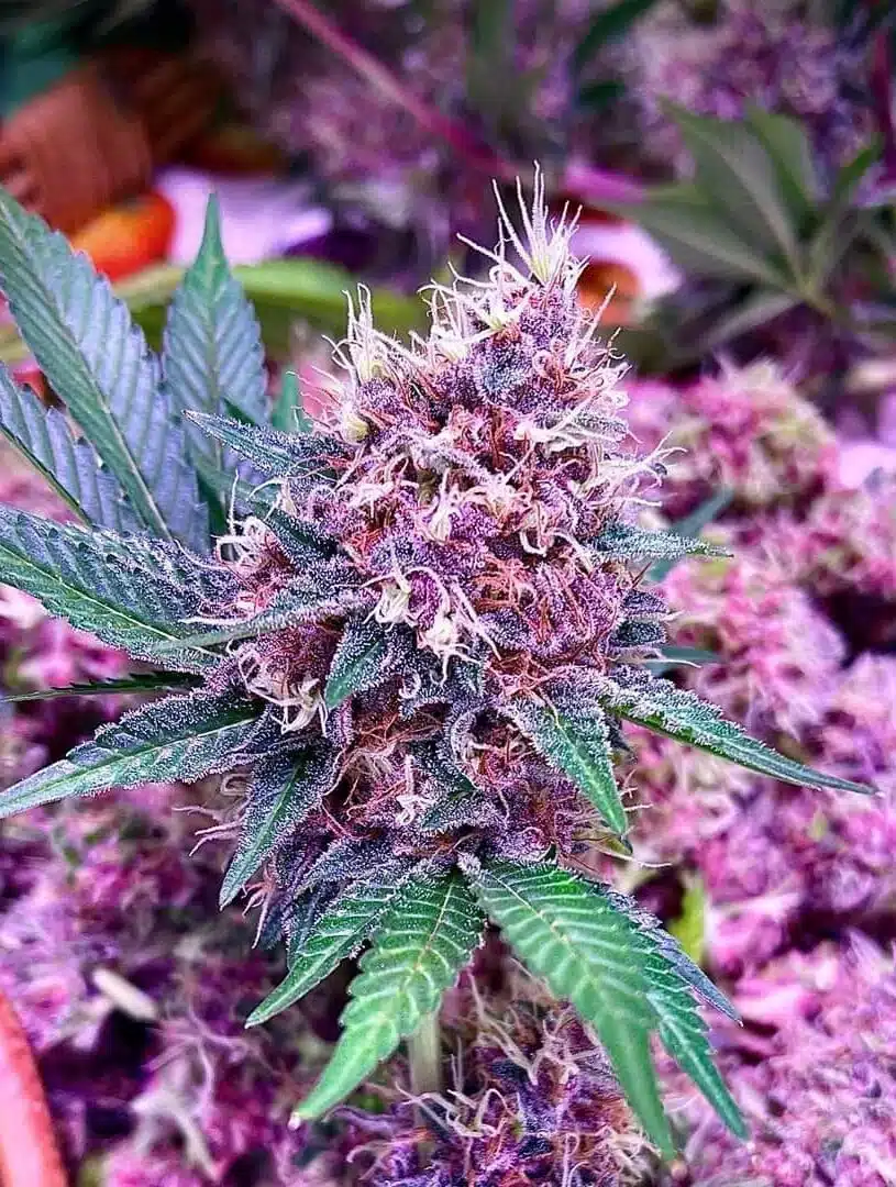 Purple Berry Feminized Marijuana Seeds | Purple Berry Strain | The Seed Fair