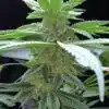 Purple Martian Kush Autoflowering Feminized Marijuana Seeds | The Seed Fair