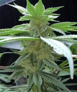 Purple Martian Kush Autoflowering Feminized Marijuana Seeds | The Seed Fair