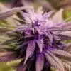 Purple Voodoo AutoFlowering Feminized Marijuana Seeds | The Seed Fair