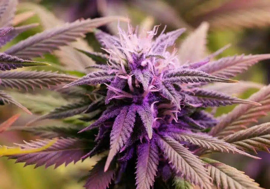 Purple Voodoo AutoFlowering Feminized Marijuana Seeds | The Seed Fair