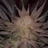 Qrazy Train Autoflowering Marijuana Seeds | Qrazy Train Strain | The Seed Fair