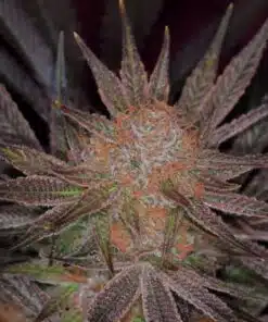 Qrazy Train Autoflowering Marijuana Seeds | Qrazy Train Strain | The Seed Fair