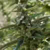 Quantum Kush Autoflowering Marijuana Seeds | Quantum Kush | The Seed Fair