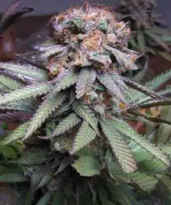 Querkle Autoflowering Feminized Marijuana Seeds | Querkle Strain | The Seed Fair