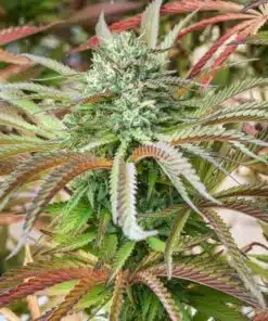 Queso Autoflowering Feminized Marijuana Seeds | The Seed Fair