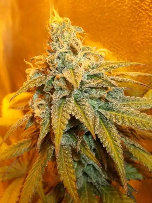 Rainbow Jones Autoflowering Feminized Marijuana Seeds | The Seed Fair