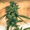 Ray Charles Autoflowering Feminized Marijuana Seeds | The Seed Fair