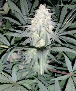 Remedy Autoflowering Feminized Marijuana Seeds | Remedy Strain | The Seed Fair