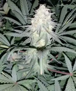 Remedy Autoflowering Feminized Marijuana Seeds | Remedy Strain | The Seed Fair