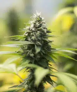 Reserve L.A.K. Federal Autoflowering Feminized Marijuana Seeds | The Seed Fair