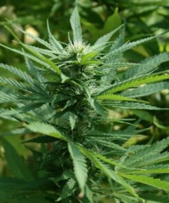 Ringo’s Gift CBD Feminized Marijuana Seeds | Ringo's Gift Strain | The Seed Fair