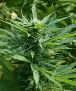 Ringo’s Gift CBD Feminized Marijuana Seeds | Ringo's Gift Strain | The Seed Fair