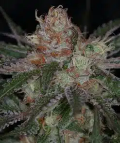 Ripped Bubba AutoFlowering Marijuana Seeds | The Seed Fair