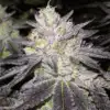 Romulan Autoflowering Feminized Marijuana Seeds | Romulan Strain | The Seed Fair