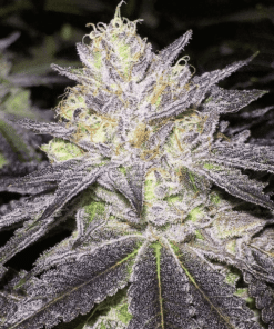 Romulan Autoflowering Feminized Marijuana Seeds | Romulan Strain | The Seed Fair