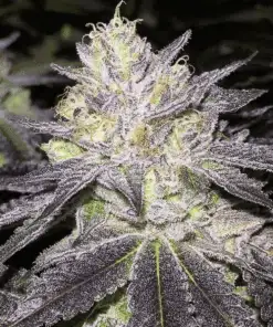 Romulan Autoflowering Feminized Marijuana Seeds | Romulan Strain | The Seed Fair