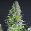 Romulan Haze Autoflowering Feminized Marijuana Seeds | The Seed Fair