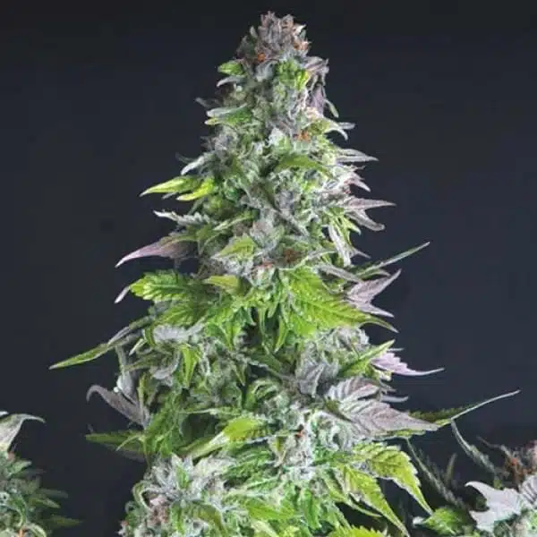 Romulan Haze Autoflowering Feminized Marijuana Seeds | The Seed Fair