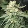 Royal Highness Feminized Marijuana Seeds | Royal Highness | The Seed Fair