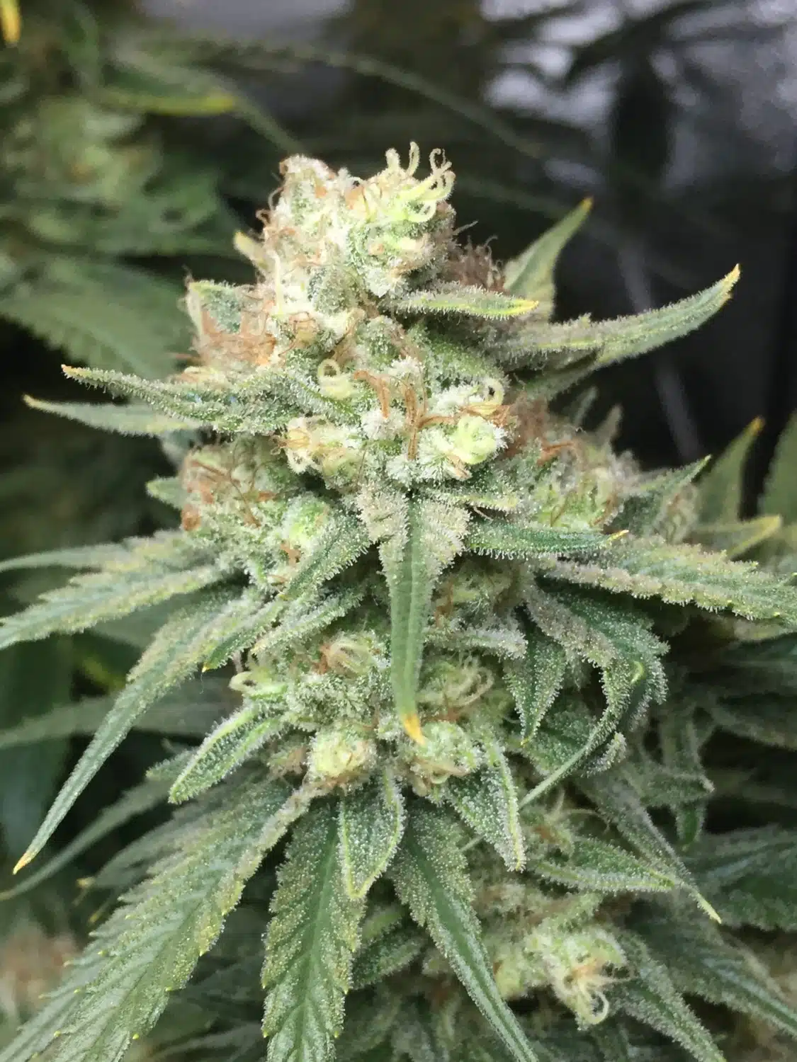 Royal Highness Feminized Marijuana Seeds | Royal Highness | The Seed Fair