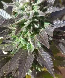 Royal Medic Feminized Marijuana Seeds | Royal Medic Strain | The Seed Fair