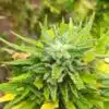 Sensi Skunk Autoflowering Feminized Marijuana Seeds | The Seed Fair