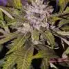 Shoreline AutoFlowering Marijuana Seeds | Shoreline Strain | The Seed Fair