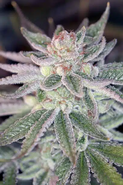 Sin City Kush Autoflowering Feminized Marijuana Seeds | The Seed Fair