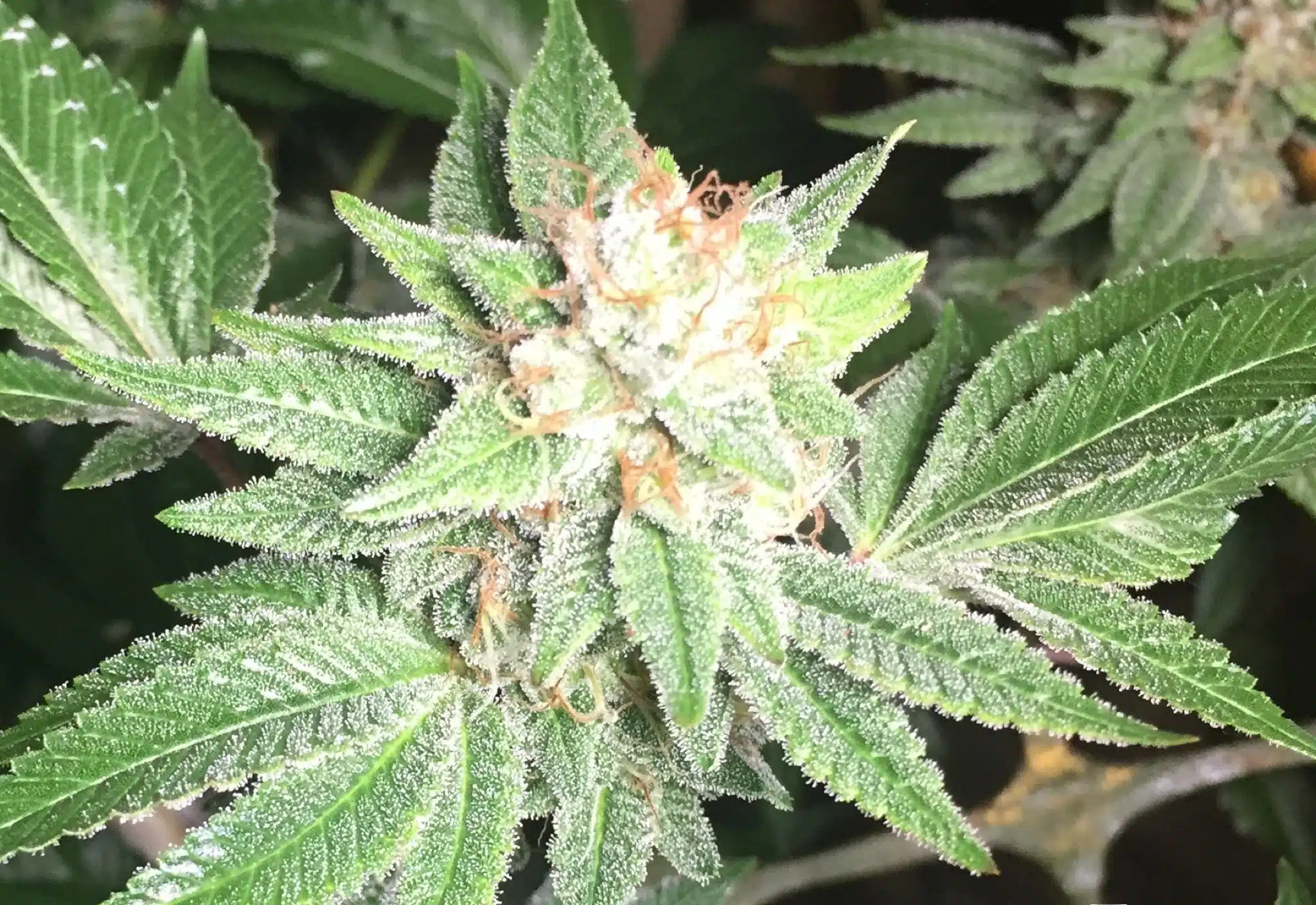 Sister Glue AutoFlowering Marijuana Seeds | Sister Glue Strain | The Seed Fair