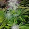 Six Shooter Autoflowering Feminized Marijuana Seeds | The Seed Fair