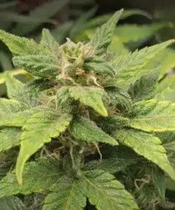 CBD Solomatic Autoflowering Feminized Marijuana Seeds | The Seed Fair