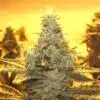 Sour Dubble Autoflowering Feminized Marijuana Seeds | The Seed Fair
