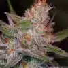 Space Dawg Autoflowering Marijuana Seeds | Space Dawg Strain | The Seed Fair