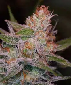 Space Dawg Autoflowering Marijuana Seeds | Space Dawg Strain | The Seed Fair