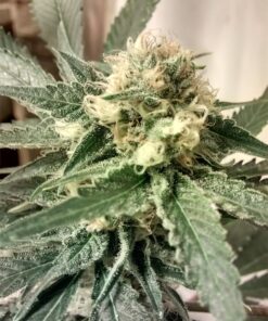 Strawberry Fields Autoflowering Feminized Marijuana Seeds | The Seed Fair