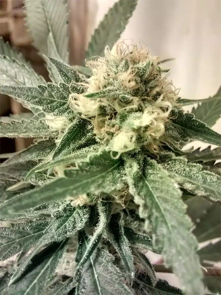 Strawberry Fields Autoflowering Feminized Marijuana Seeds | The Seed Fair