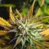 CBD Stress Killer Feminized Marijuana Seeds | CBD Stress Killer | The Seed Fair
