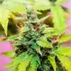 Sweet Baby Jane Autoflowering Feminized Marijuana Seeds | The Seed Fair