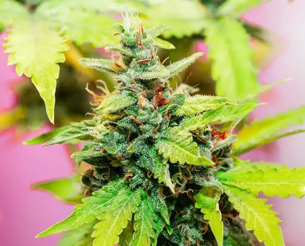 Sweet Baby Jane Autoflowering Feminized Marijuana Seeds | The Seed Fair