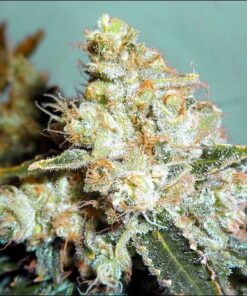 THC Bomb Autoflowering Marijuana Seeds | THC Bomb Strain | The Seed Fair