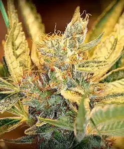 The Sister Autoflowering Feminized Marijuana Seeds | The Seed Fair
