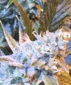 Thin Mint GSC AutoFlowering Marijuana Seeds | Thin Mint Strain | The Seed Fair